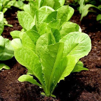 Lettuce lobjoits green cos 100 seeds
