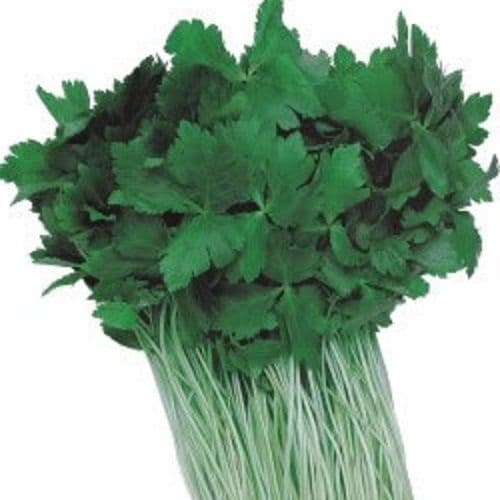 Mitsuba Japanese Parsley