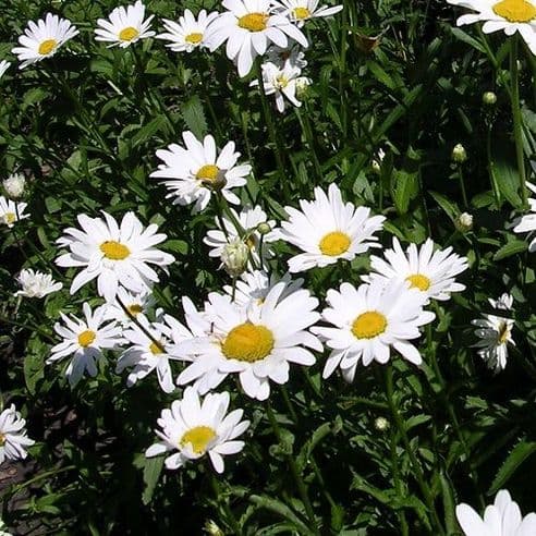 Ox-eye daisies (Leucanthemum vulgare) - Stock Image - C002 