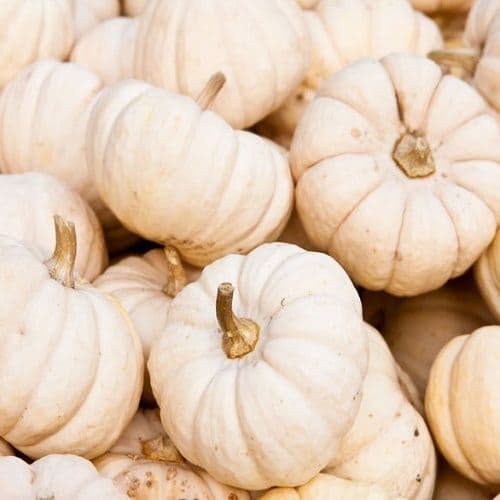 Squash Pumpkin Baby Boo 70 Seeds Vegetable Squash Pumpkin Baby Boo 70 Seeds Vegetable