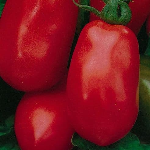 Tomato Roma VF 200 seeds