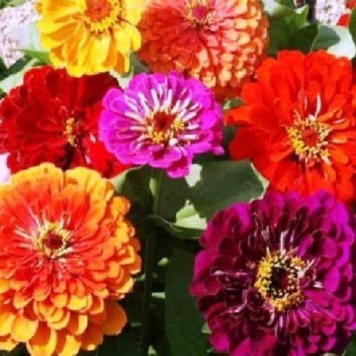 Zinnia Giants Of California 5 Grams 100 Grams